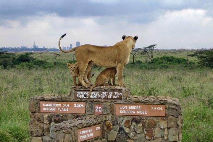 Nairobi National Park Game Drive and Transfer
