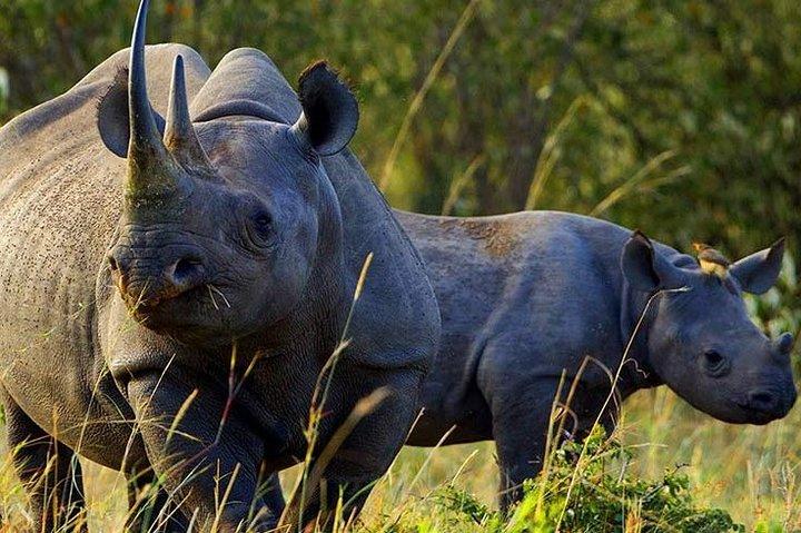 Nairobi National Park Tour with Game Drive and Transfer