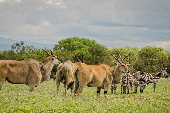 2-Day Aberdares National Park Private Safari