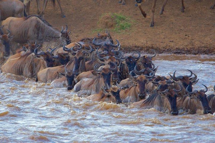 3-Day Masai Mara Private Flying Safari with 4x4 Game Drives