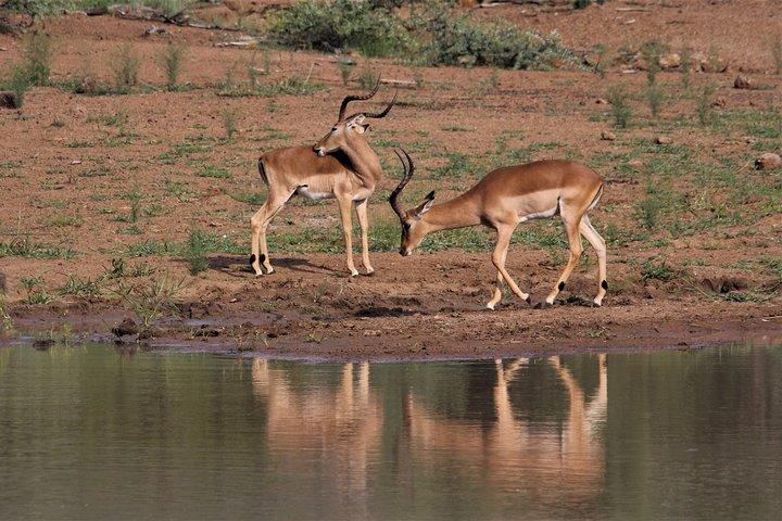 1-Day Trip Tarangire N.P Small group Tour Tanzania sharing Safari