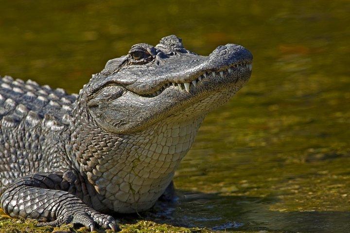 Safari in Selous Game Reserve from Zanzibar: 03 Night 04 Day Safari – Full Board