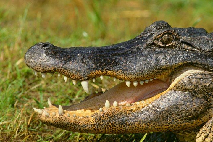 Safari in Selous Game Reserve from Zanzibar: 03 Night 04 Day Safari – Full Board