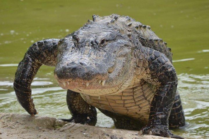 Safari in Selous Game Reserve from Zanzibar: 03 Night 04 Day Safari – Full Board
