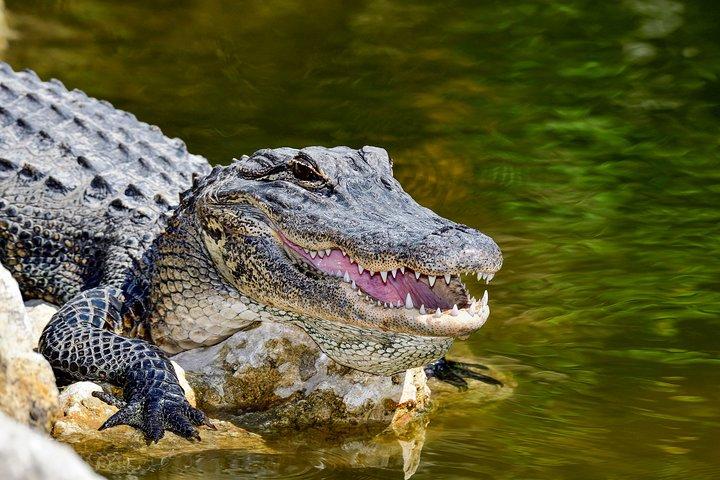 Safari in Selous Game Reserve from Zanzibar: 03 Night 04 Day Safari – Full Board
