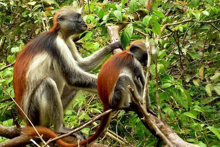 Jozani Forest Reserve Half-Day Guided Tour from Zanzibar