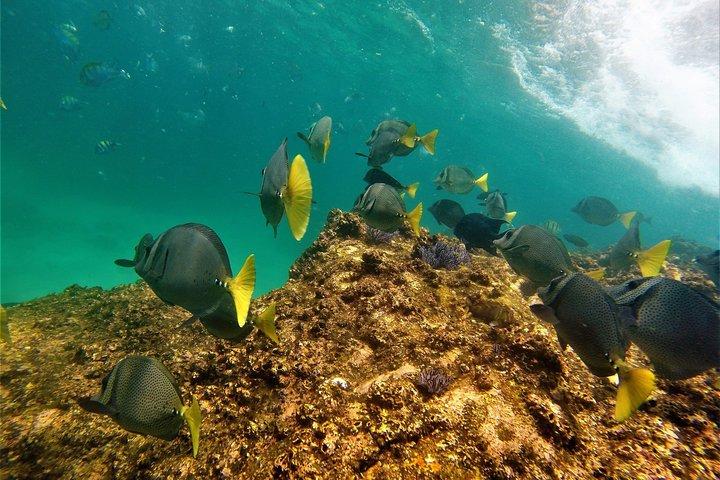 Snorkel Adventure and Hike to a Hidden Beach