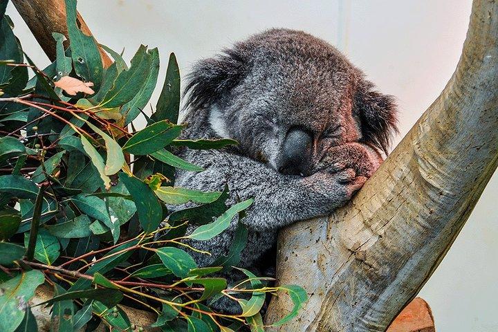 Blue Mountains Highlights, Wildlife Park and Scenic World Full Day Private Tour
