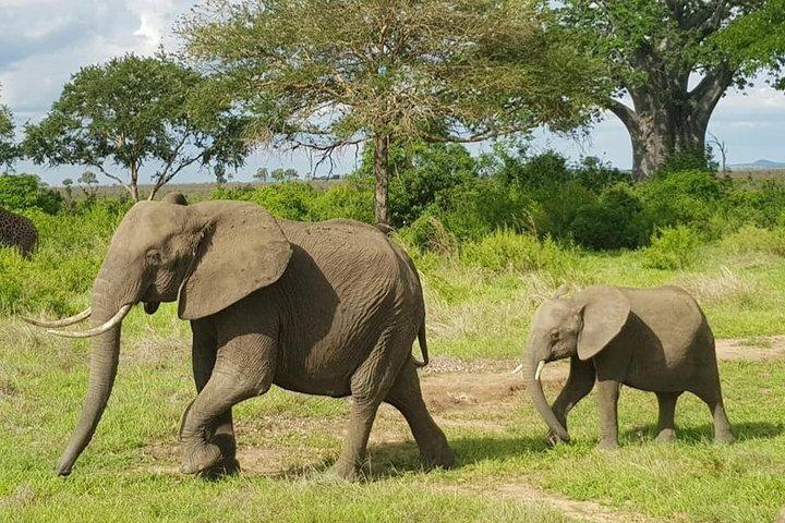 3 Days Mid - Range Lodge Safari To Tarangire, Lake Manyara & Ngorongoro Crater