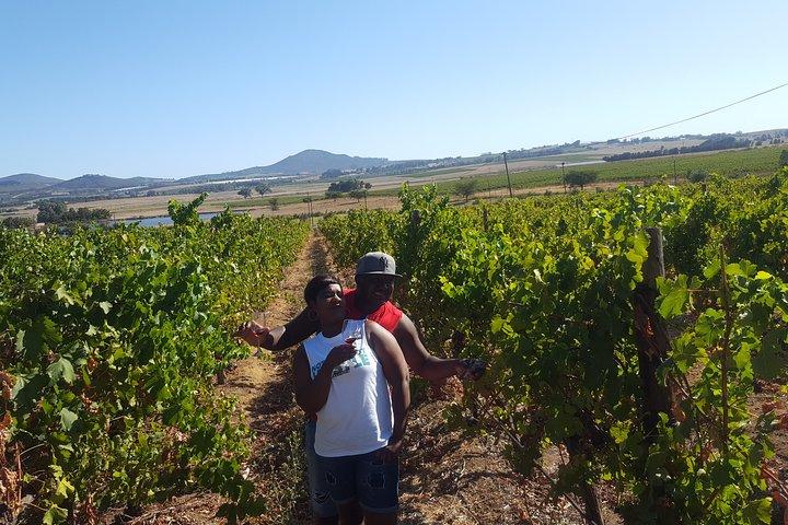 Stellenbosch Franschhoek Full-Day Tour with Cheese Tasting