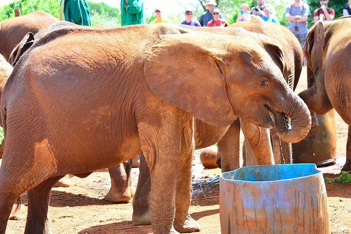David Sheldrick Elephant Orphanage & Giraffe Center Guided Day Tour