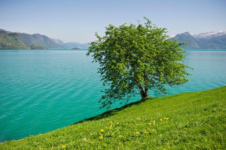 Bergen: Private Full-Day Waterfall day to Hardangerfjord & cruise