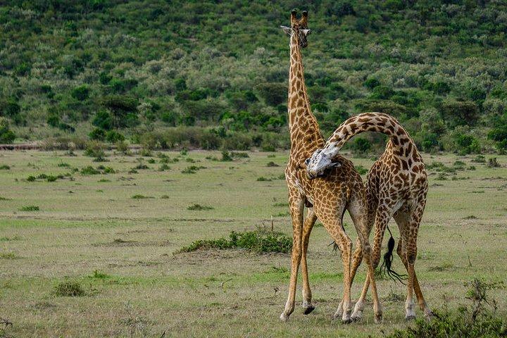 2 Days Northern Circuit Safari (lake Manyara & Ngorongoro)