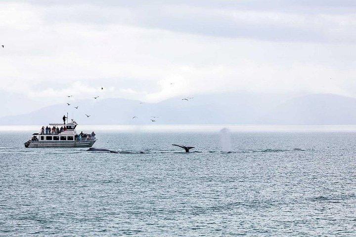 Ultimate Juneau Whale Watch