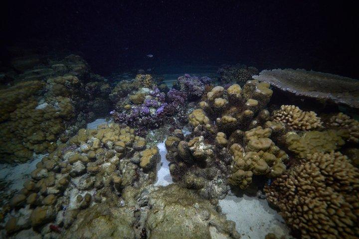 Night Snorkeling