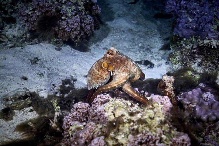 Night Snorkeling