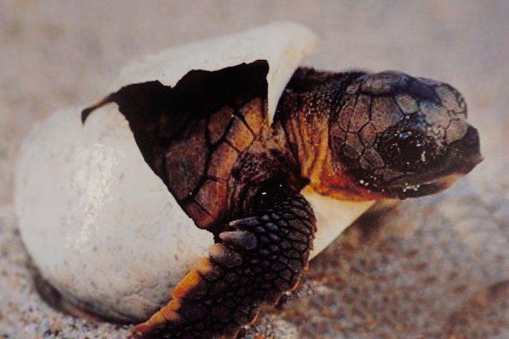 São Vicente: Snorkel Experience with Sea Turtle