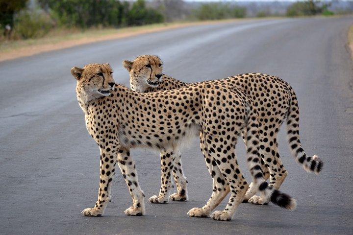 4-Day Kruger National Park Safari from Johannesburg