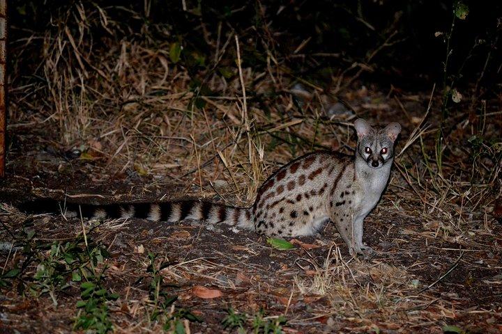4-Day Kruger National Park Safari from Johannesburg