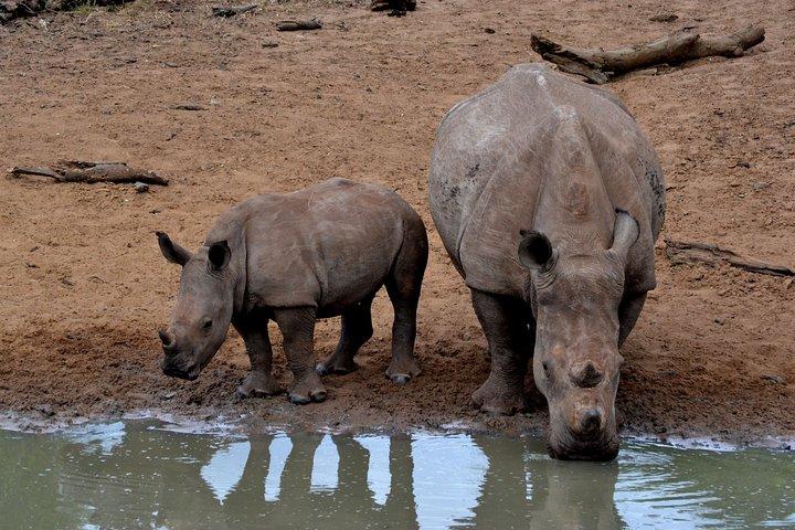 4-Day Kruger National Park Safari from Johannesburg