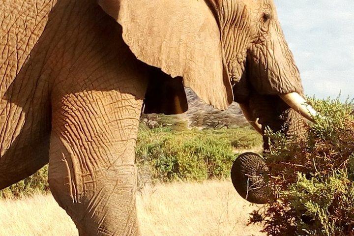 Tsavo East National Park small group tour