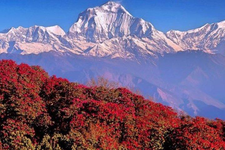 From Pokhara: 5-Day Ghorepani Poon Hill & Ghandruk Village Trek