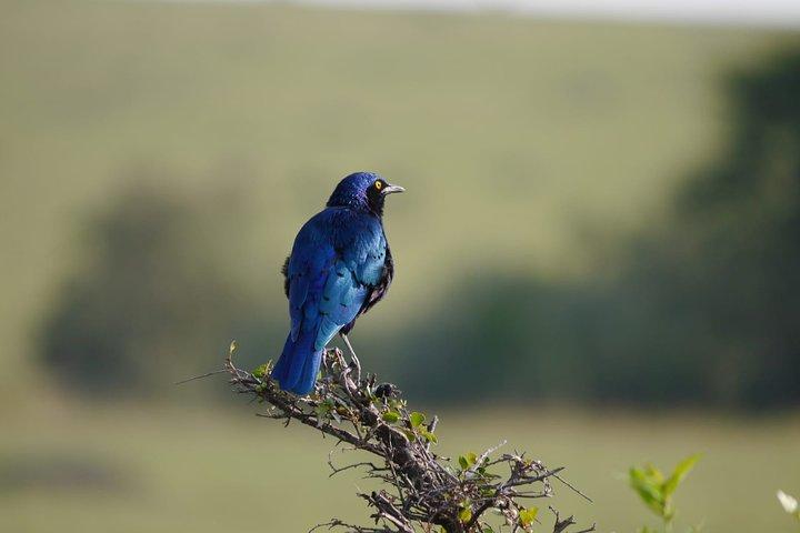 Lake Manyara National Park Day Tour