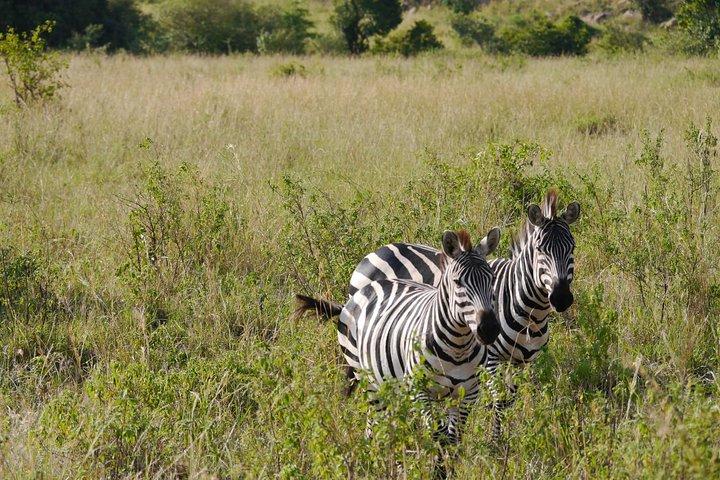 Lake Manyara National Park Day Tour