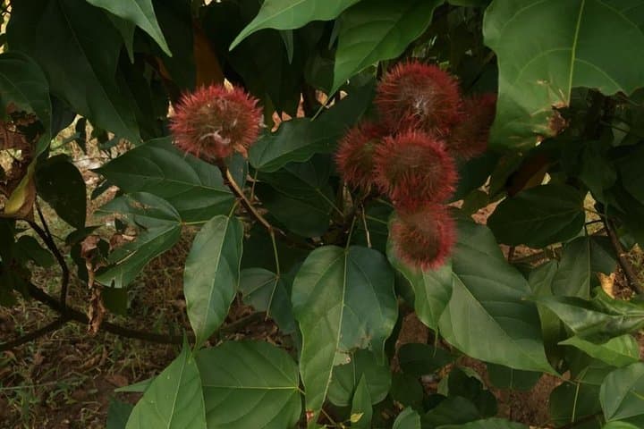 Spice Farm Tour and Jozani Forest Private Tour in Zanzibar