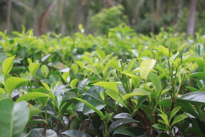 Galle Day Tour and Tea Plantation from Bentota & Other Places