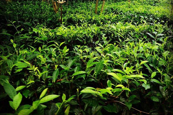 Galle Day Tour and Tea Plantation from Bentota & Other Places
