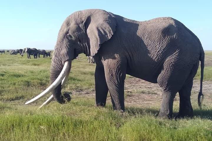 6 Days: L. Nakuru, L Elementaita Park, Maasai Mara National Reserve