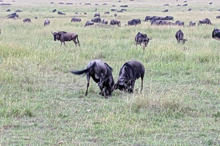6 Days: L. Nakuru, L Elementaita Park, Maasai Mara National Reserve