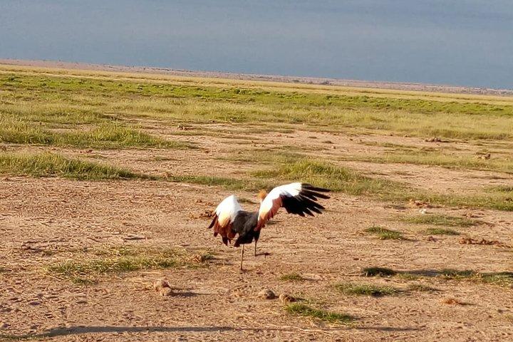 6 Days: L. Nakuru, L Elementaita Park, Maasai Mara National Reserve
