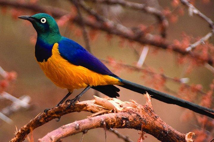 Lake Manyara National Park Day trip