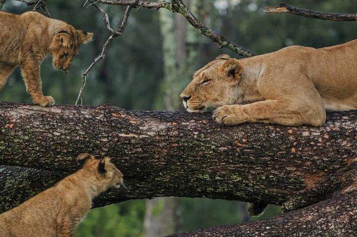 Lake Manyara National Park Day trip