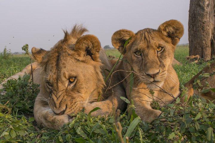 Lake Manyara National Park Day trip