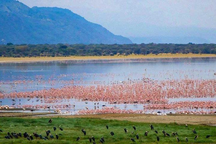 Lake Manyara National Park Day trip