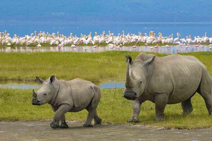 Ngorongoro Crater Day Trip