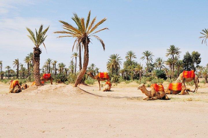 Activity in Marrakech combined Buggy and camel ride
