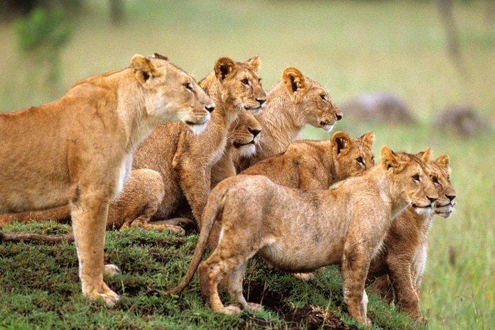4 days Private Safari Tour Tanzania