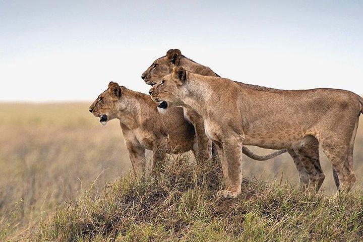 5 days Tanzania Camping Safari Tour