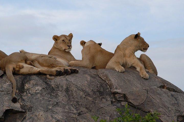 4 days Serengeti and Ngorongoro Crater Tanzania Tour