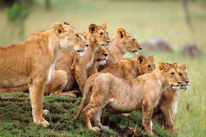 4 days Serengeti and Ngorongoro Crater Tanzania Tour
