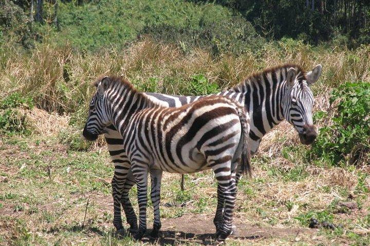 5 days Tarangire Serengeti and Ngorongoro Crater Tanzania