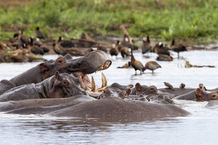 5 days Tanzania Camping Safari Tour