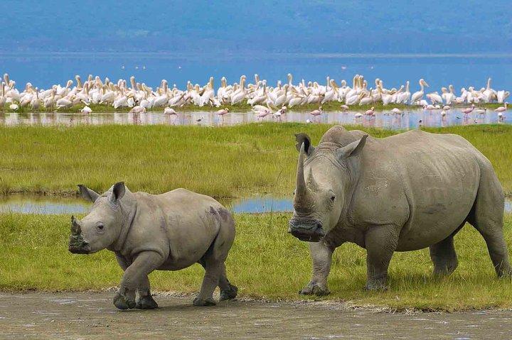 6 Days Tanzania Private Safari Tour