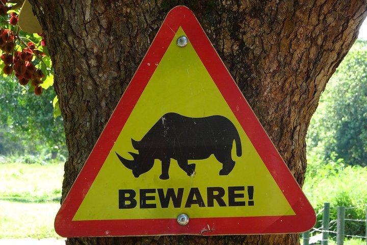Ziwa Rhino Walking Safari Experience