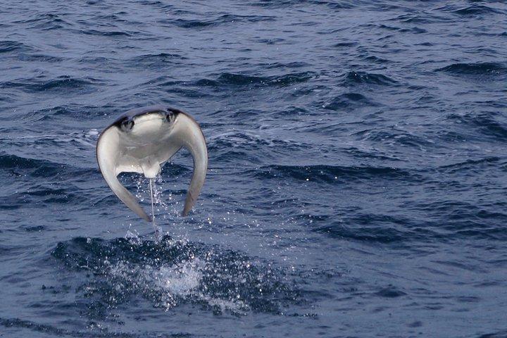 Mobula Ray Snorkeling