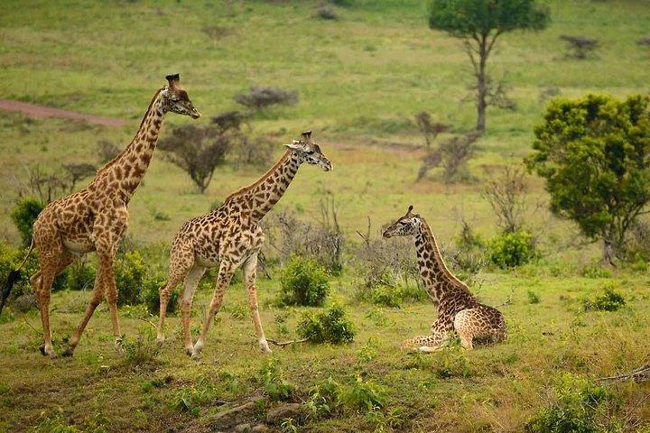 Arusha National Park Day Trip